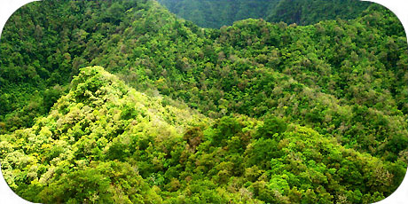 >>> Rainforest, the typical interior of Rarotonga / photo &copy; cookislands.com