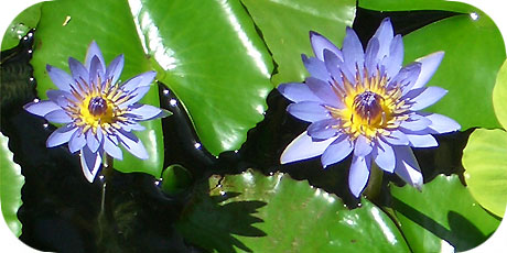 The sophisticated blue water lily - you&acute;ll find them at the Edgewater Resort