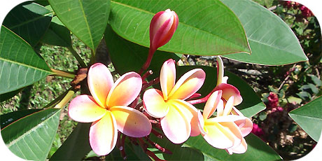 The colourful yellow / white Tipani - you&acute;ll find them on bushes & trees ( in latin: plumeria rubra cultivar - in maori : Tiare Tipani &acute;Ara&acute;iti )