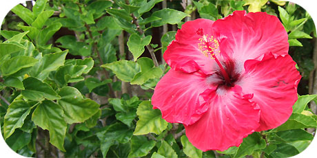 Beautiful red Hibiscus - one of the most common flowers on Rarotonga ( in latin: hibiscus rosa-sinensis cultivar - in maori : Tiare Kaute )