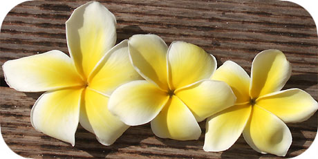 The exciting yellow Frangipani - you&acute;ll find them on trees ( in latin: plumeria obtusa - in maori : Tiare Tipani Vai&acute;i )