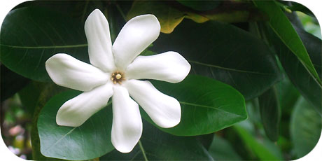 Amazing Tiare Maori - you&acute;ll find them in bushes everywhere on Rarotonga ( in latin: gardenia teitensis - in maori : Tiare Maori )