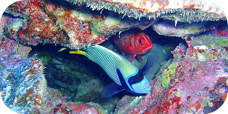 >>> Emperor Angel and Soldier fish &copy; Pacific Divers