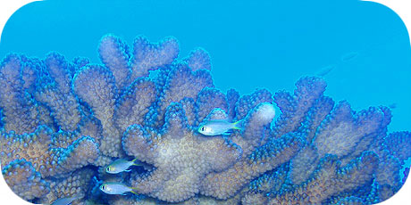 >>> Protective shelter of a Pocillopora coral &copy; Pacific Divers
