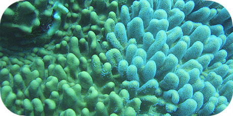 >>> Soft coral &copy; Pacific Divers