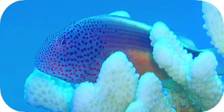 >>> Freckled Hawkfish &copy; Pacific Divers