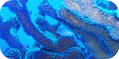 >>> Small fish in Pocillopora coral &copy; Pacific Divers