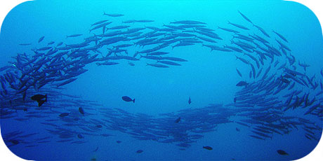 >>> Ring of Bigeye Barracudda &copy; Pacific Divers