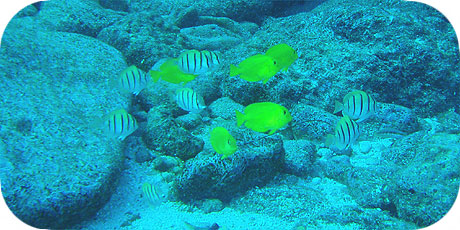 >>> Juvenile Surgeons in school &copy; Pacific Divers