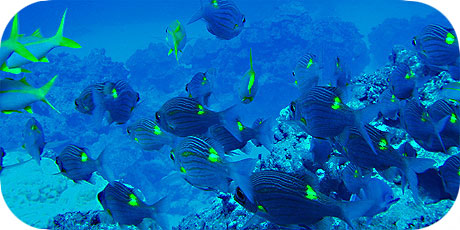 >>> School of Yellowspot Emperors &copy; Pacific Divers