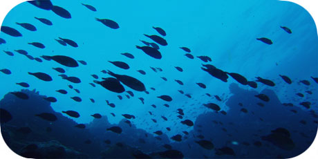 >>> Schooling juvenile Bristletooth Surgeon fish &copy; Pacific Divers