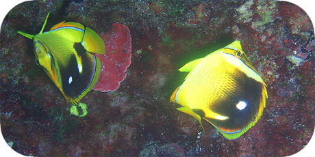 >>> Fourspot Butterfly fish &copy; Pacific Divers