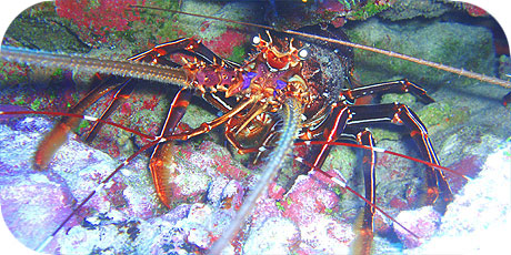 >>> Crayfish &copy; Pacific Divers