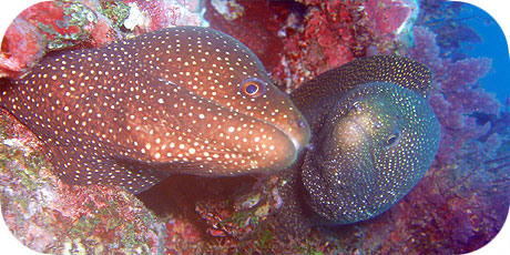 >>> Twin whitemouth morays &copy; Pacific Divers