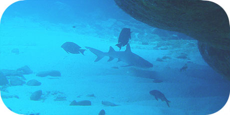 >>> White Tip Reef Shark at Papua &copy; Pacific Divers