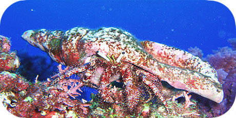 >>> Giant Hermit Crab &copy; Pacific Divers
