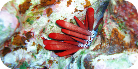 >>> Pencil sea urchin at night &copy; Pacific Divers
