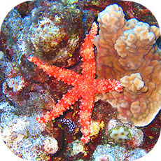 >>> Starfish &copy; Pacific Divers
