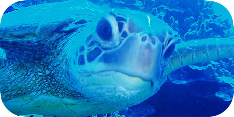 >>> Curious turtle &copy; Pacific Divers