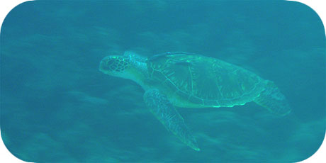 >>> Green Turtle &copy; Pacific Divers