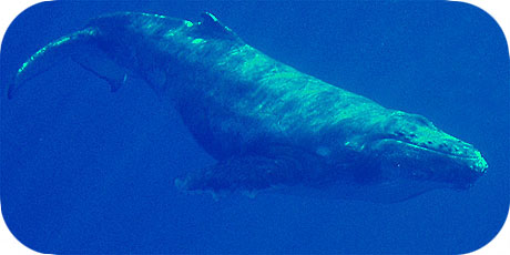 >>> Baby humpback swimming past &copy; Pacific Divers