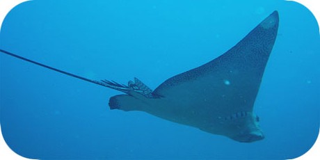 >>> Eagle ray gliding overhead &copy; Pacific Divers