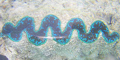 >>> Giant clamps mouth &copy; Halina Sydow