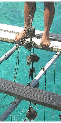 >>> on pearl farm &copy; Halina Sydow