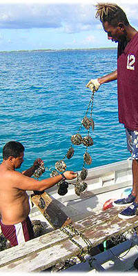 >>> Harvesting Pearls &copy; H.Sydow