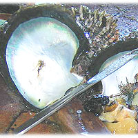 >>> open shell &copy; Halina Sydow